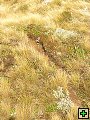 thn_Ruahine - Sunrise Hut 062.jpg